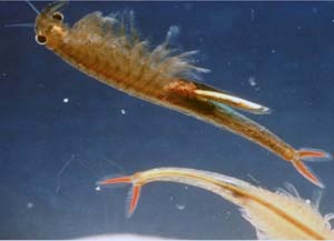 Participants Look Forward to Fairy Shrimp Festival This Saturday