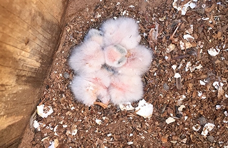 Kestrel chicks hatch in the nesting boxes on the reserve. Kestrel chicks hatch in the nesting boxes on the reserve.