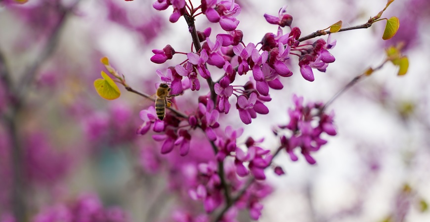 Photo depicts a bee on a blossom at UC Merced.