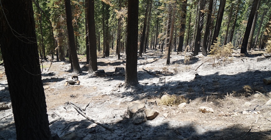 Photo depicts trees that survived a fire, surrounded by ash on the ground.