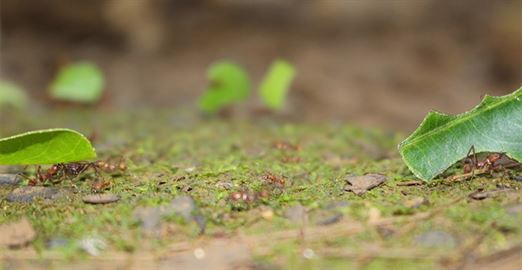 Leaf-cutter ants in the tropical rain forest of Costa Rica carry cut leaves back to their colony.