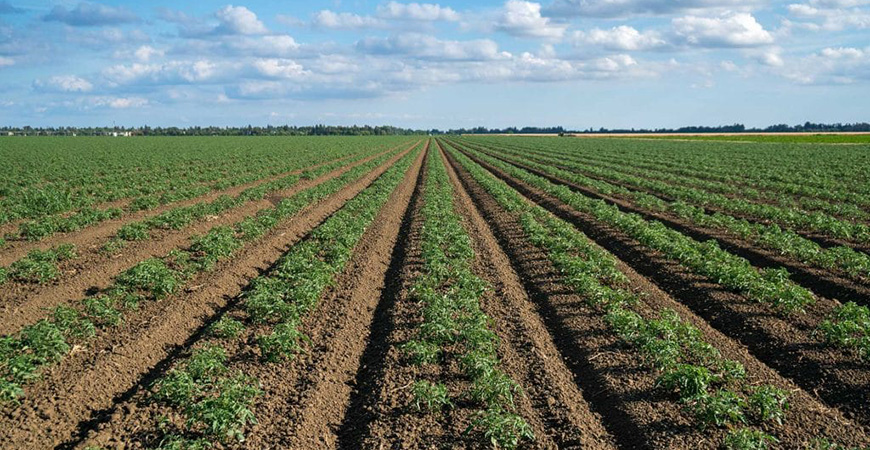 UC Merced farmland