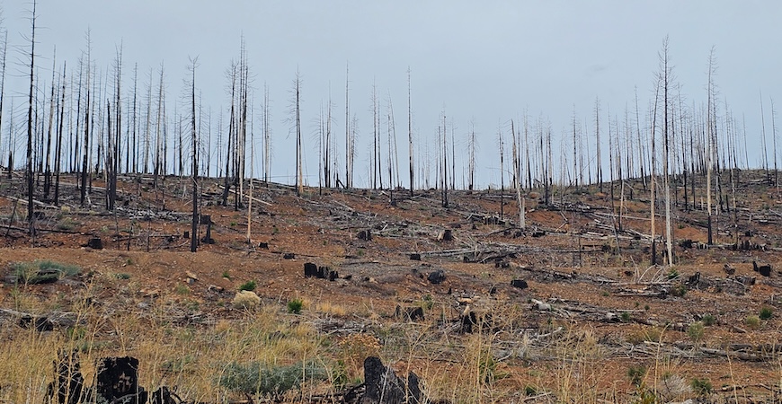 A landscape of burned-out trees near Lake Almanor in October 2025.