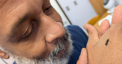 UC Merced graduate student Reo Maynard studies a carpenter ant from one of his many ant colonies.