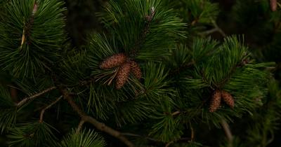 Depicted is a close-up view of pine needles.