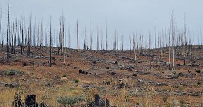 A landscape of burned-out trees near Lake Almanor in October 2025.