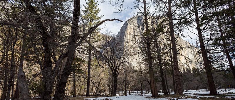yosemite mountains and trees