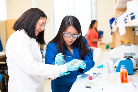 Professor Clarissa Nobile, left, works on biofilm research.